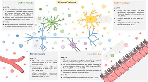 Role of extracellular vesicles in early synaptic dysfunction in AD